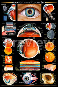 Anatomy of the Eye Poster